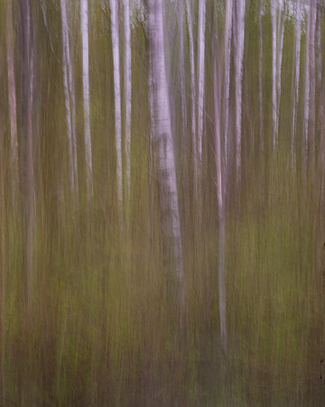 Quaking Aspen, Populus tremuloides, pan blur, Cheboygan County, Michigan, May 19, 2021 (37)