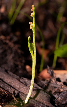 Least Grape Fern, Botrychium simplex, Lucas County, Ohio, June 10, 2021 (11)