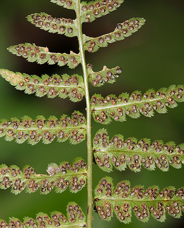 Crested Wood Fern, Dryopteris cristata, Wayne County, Ohio, July 7, 2019
