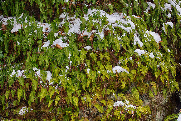 Polypodium vulgare, Hocking Co., OH January 16, 2019