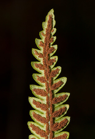 Virginia Chain Fern, Woodwardia virginica, Portage County, Ohio, September 11, 2019