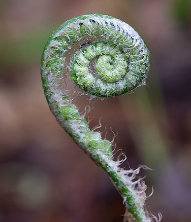 Christmas Fern, Polystichum acrostichoides, Crawford County, Ohio, May 4, 2021