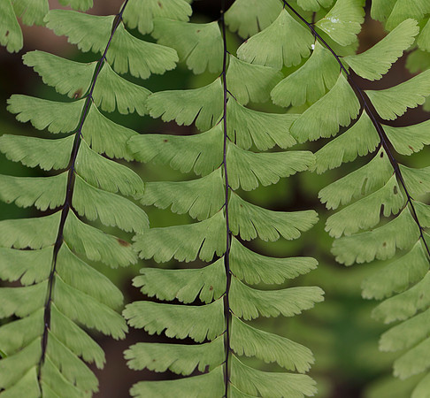 Maidenhair Fern, Adiantum pedatum, Shawnee State Forest, Scioto County., OH August 24, 2019