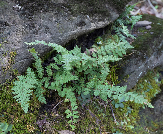 Hairy Lipfern, Myriopteris lanosa, Lawrence County, Ohio, September 19, 2021 (6)