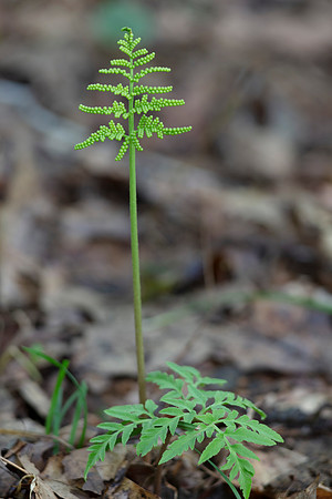 Dissected Grape Fern, Sceptridium dissectum, Scioto County, Ohio, August 26, 2020 (2)