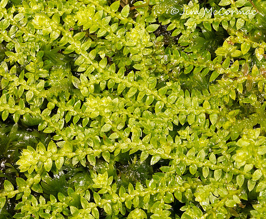 Meadow Spikemoss, Selaginella apoda, Adams County, Ohio, September 8, 2018
