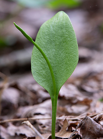 Southern Adder's-tongue, Ophioglossum vulgatum, Hocking County, Ohio, May 11, 2021