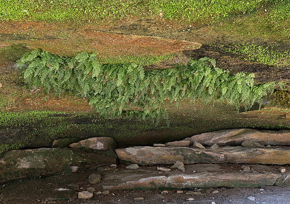 Appalachian Filmy Fern, Trichomanes boschianum, Hocking County, Ohio, January 5, 2019