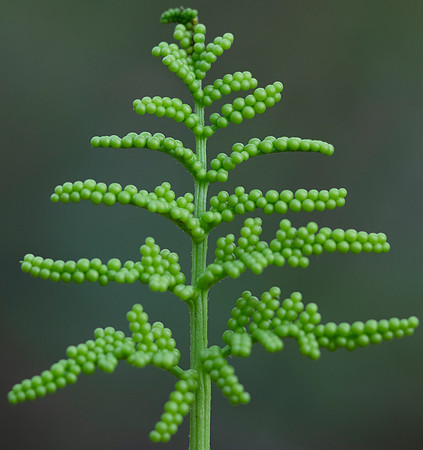 Dissected Grape Fern, Sceptridium dissectum, Scioto County, Ohio, August 26, 2020