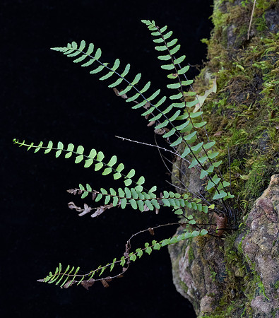 Black-stemmed Spleenwort, Asplenium resiliens, Adams County, Ohio, near Rome, September 19, 2021 (3)
