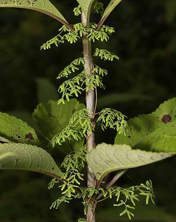 Lygodium palmatum, Scioto County, Ohio, August 1, 2019