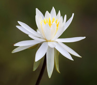 Water-lily Family (Nymphaeaceae)