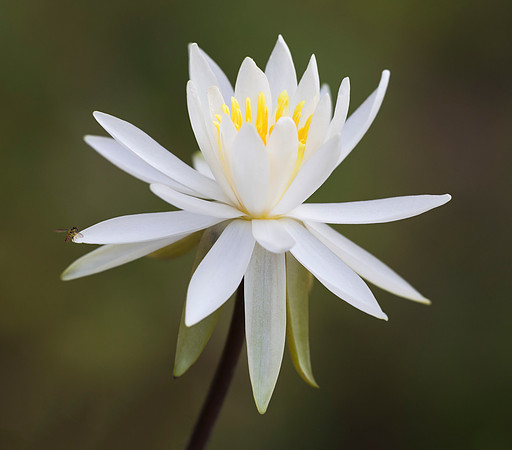 Fragrant Water-lily, Nymphaea odorata, Scioto County, Ohio, August 1, 2019