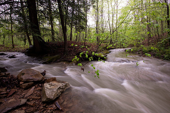Headwater Stream, Shawnee State Forest, Scioto County, Ohio, May 5, 2021