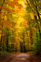 Hiawatha National Forest, fall foliage, Upper Peninsula, Michigan, October 12, 2018