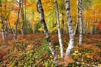 White birch forest, fall foliage, Pictured Rocks National Lakeshore, Upper Peninsula, Michigan, October 11, 2018
