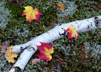 White birch log, with red maple leaves, Hiawatha National Forest, Upper Peninsula, Michigan, October 12, 2018