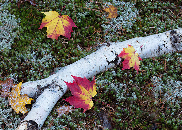 White birch log, with red maple leaves, Hiawatha National Forest, Upper Peninsula, Michigan, October 12, 2018