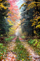 Hiawatha National Forest, fall foliage, Upper Peninsula, Michigan, October 12, 2018 (2)