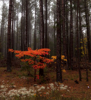 Fall Color