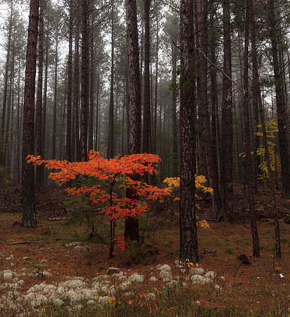 Hiawatha National Forest, red maple fall foliage, Upper Peninsula, Michigan, October 12, 2018