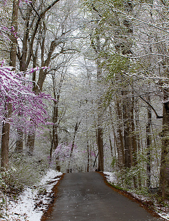 Late spring snowstorm, Highlands Nature Sanctuary, Highland County, Ohio, April 21, 2021
