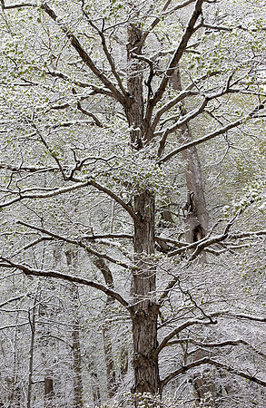 White Oak, Quercus alba, Highlands Nature Sanctuary, Highland County, Ohio, April 21, 2021