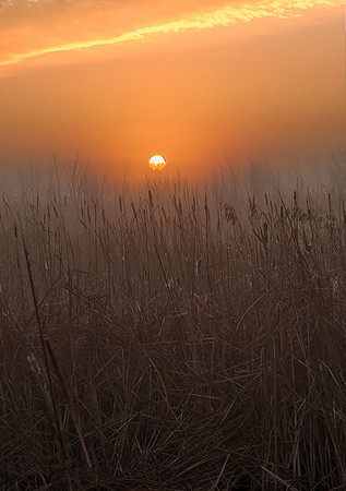 Prairie marsh at sunrise, Battelle Darby Metro Park, Franklin County, Ohio, November 25, 2018