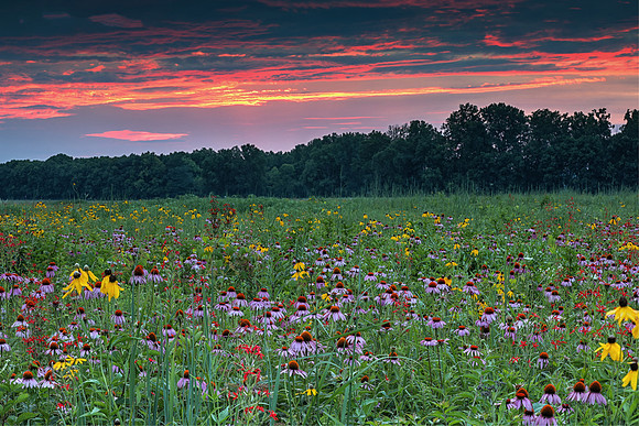 Huffman Prairie, at sunset, Greene County, Ohio, July 15, 2018