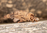 EverBagworm Moth, Thyridopteryx ephemeraeformis, Champaign County, Ohio, September 9, 2016