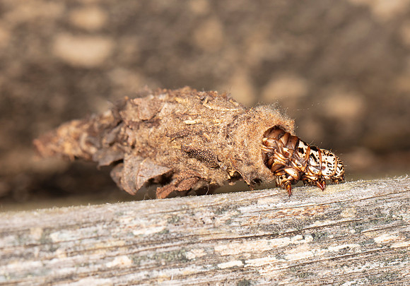 EverBagworm Moth, Thyridopteryx ephemeraeformis, Champaign County, Ohio, September 9, 2016