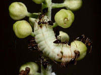 Appalachian Azure, Celastrina neglectamajor, caterpillar, Fairfield County, Ohio, June 28, 2020