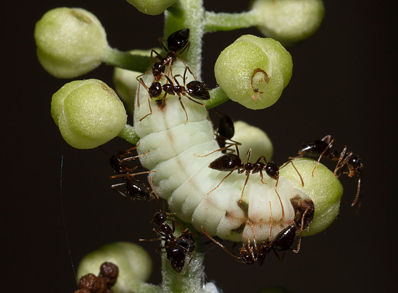 Appalachian Azure, Celastrina neglectamajor, caterpillar, Fairfield County, Ohio, June 28, 2020