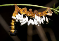 Catalpa Sphinx caterpillar, with Braconid wasp cocoons, Montgomery County, Ohio August 16, 2019