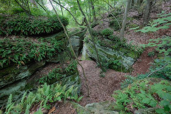 Rhododendron Cove, Fairfield County, Ohio, June 28, 2020