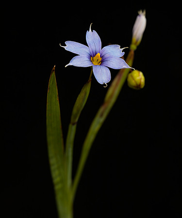 Common Blue-eyed-grass, Sisyrinchium angustifolium, Tennessee, May 21, 2020