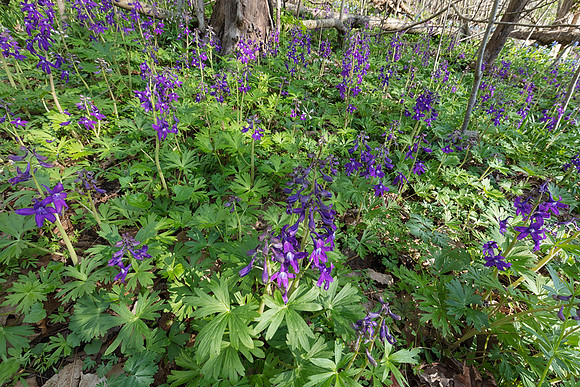 Dwarf Larkspur, Delphinium tricorne, Adams County, Ohio, April 10, 2019