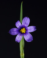 Flora