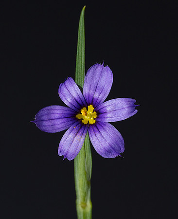 Northern Blue-eyed-grass, Sisyrinchium montanum, Adirondacks, New York, June 26, 2018