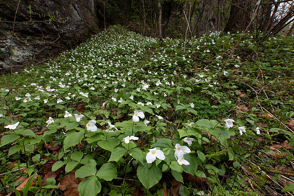 Large-flowered Trillium, Trillium grandiflorum, Highland County,, Ohio, April 14, 2020