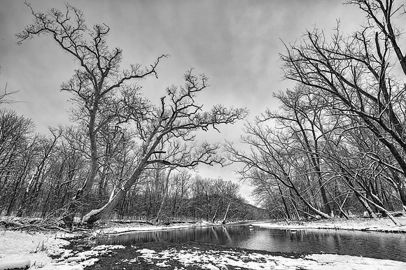 Sycamores in winter, Delaware County, Ohio, January 13, 2019