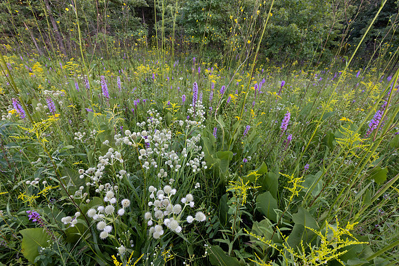 Chaparral Prairie, Adams County, Ohio, August 5, 2021 (20)