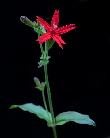 Fire-pink, Silene virginica, Scioto County, Ohio, May 25, 2020