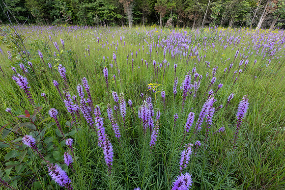 Chaparral Prairie, Adams County, Ohio, August 5, 2021 (21)