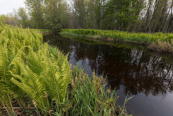 Matteucia struthiopteris, along Trout Creek, Presque Isle Co., Michigan, May 31, 2019 (2)