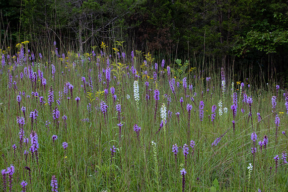 Chaparral Prairie, Adams County, Ohio, August 5, 2021 (30)