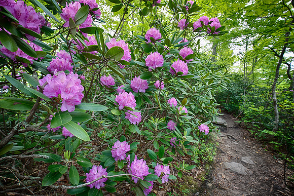 Catawba Rosebay, Rhododendron catawbiense, Fayette County, West Virginia, May 10, 2019