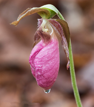 Pink Lady's-slipper, Cypripedium acaule, West Virginia, May 5, 2016