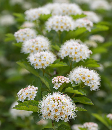 Ninebark, Physocarpus opulifolius, Fayette County, West Virginia, May 10, 2019