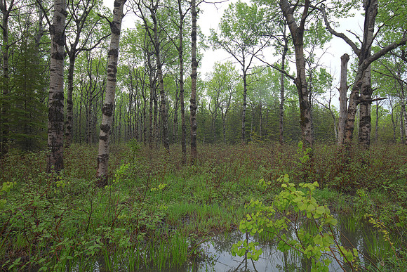 Quaking Aspen grove, Populus tremuloides, Drummond Island, Michigan, May 28, 2017